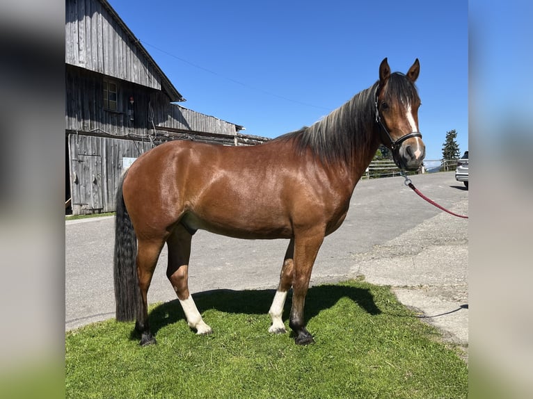 Freiberger Caballo castrado 3 años Castaño in Rengg