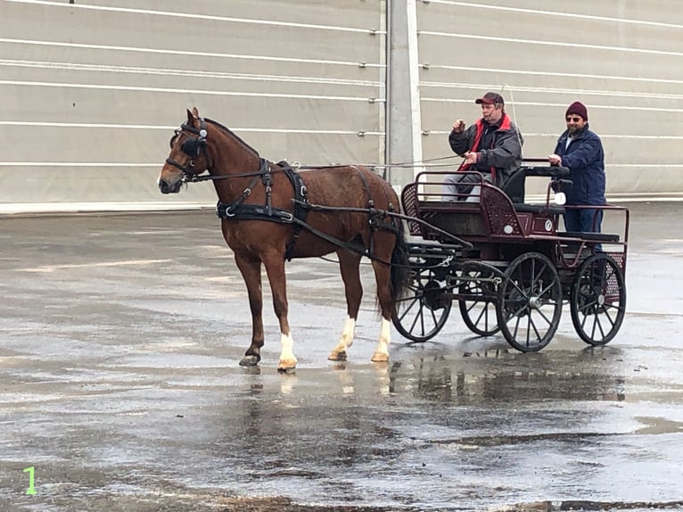 Freiberger Caballo castrado 4 años 151 cm Castaño in Rümmingen