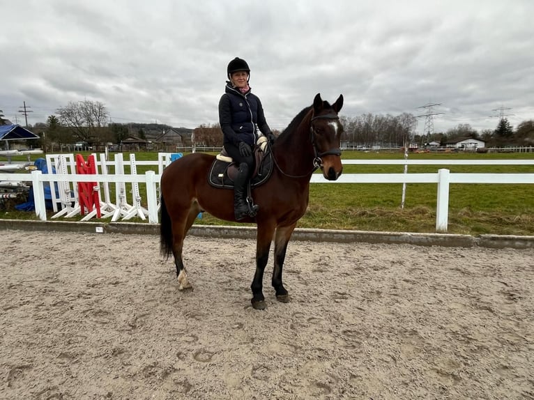 Freiberger Caballo castrado 4 años 151 cm Castaño in Rümmingen