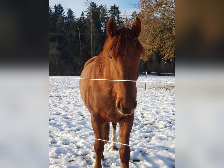 Freiberger Caballo castrado 4 años 153 cm Alazán in Unterreit