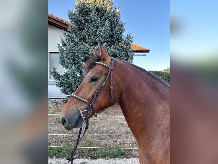 Freiberger Caballo castrado 4 años 153 cm Castaño in Walperswil
