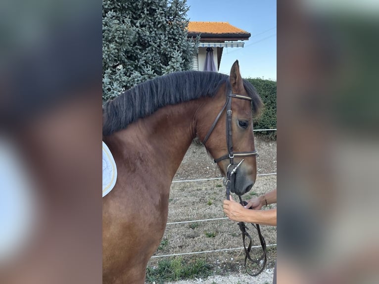 Freiberger Caballo castrado 4 años 153 cm Castaño in Walperswil