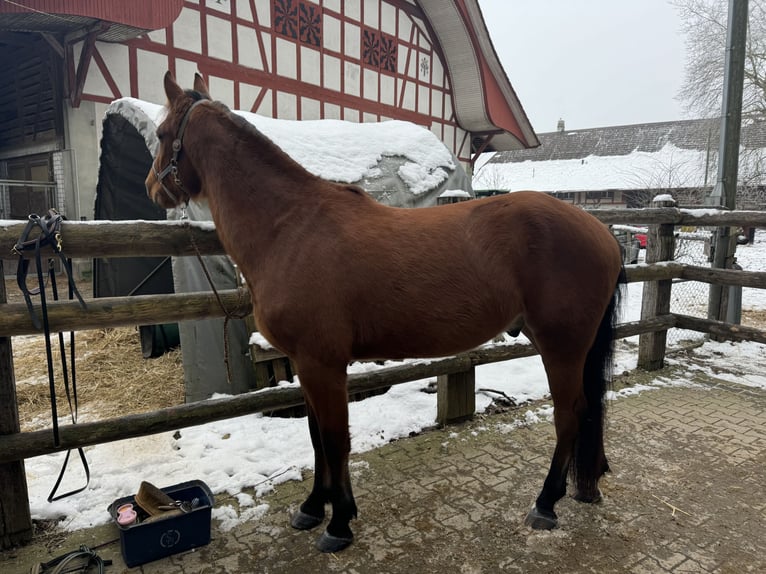Freiberger Caballo castrado 4 años 155 cm Castaño in Gümligen