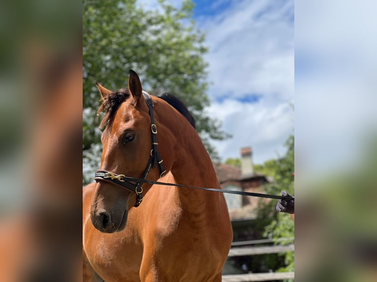 Freiberger Caballo castrado 4 años 155 cm Castaño in Gümligen