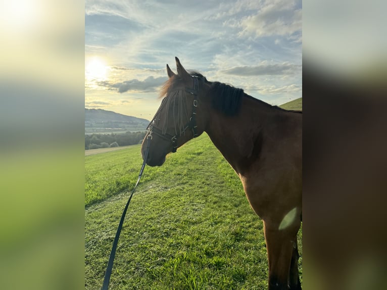 Freiberger Caballo castrado 4 años 155 cm Castaño in Gümligen