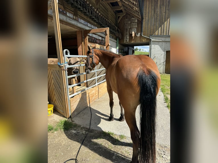 Freiberger Caballo castrado 4 años 155 cm Castaño in Gümligen