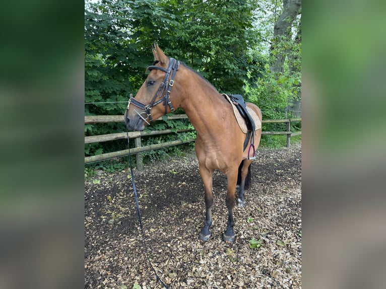 Freiberger Caballo castrado 4 años 155 cm Castaño in Gümligen