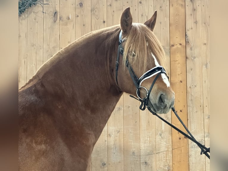 Freiberger Caballo castrado 4 años 157 cm Alazán-tostado in Riedlingen