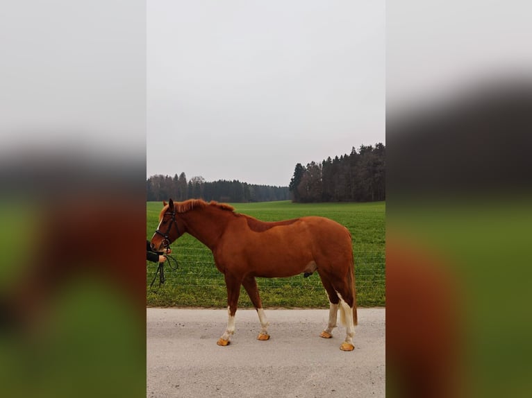 Freiberger Caballo castrado 4 años 158 cm Alazán in Sins