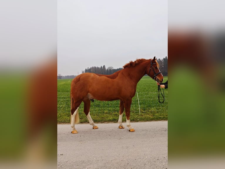 Freiberger Caballo castrado 4 años 158 cm Alazán in Sins