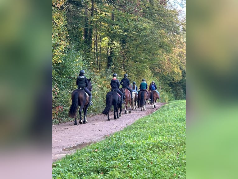 Freiberger Caballo castrado 4 años 158 cm Castaño in Rümmingen