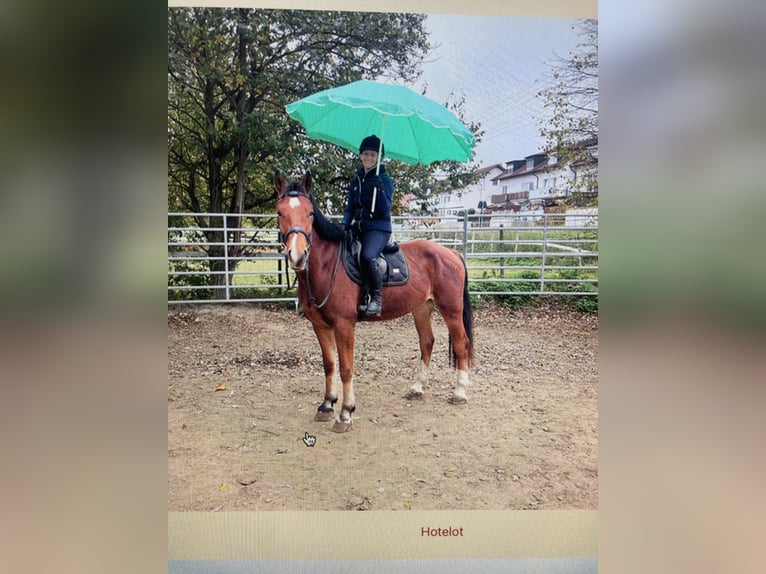 Freiberger Caballo castrado 4 años 159 cm Castaño in R&#xFC;mmingen