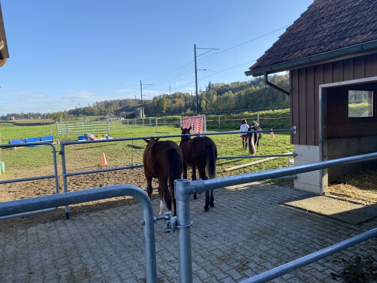 Freiberger Caballo castrado 4 años 159 cm Castaño oscuro in Thalheim an der Thur