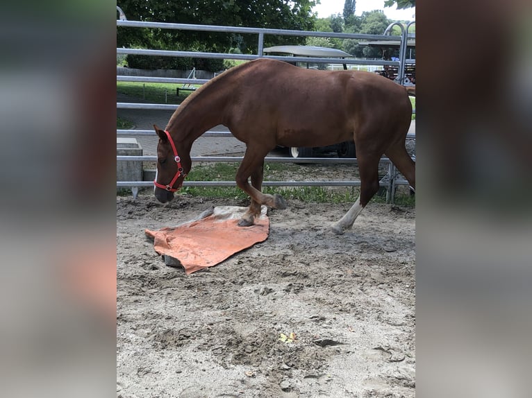 Freiberger Caballo castrado 4 años 160 cm Alazán in Rümmingen