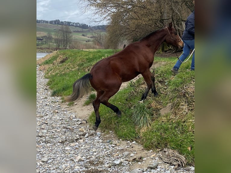 Freiberger Caballo castrado 4 años 160 cm Castaño oscuro in Thalheim an der Thur