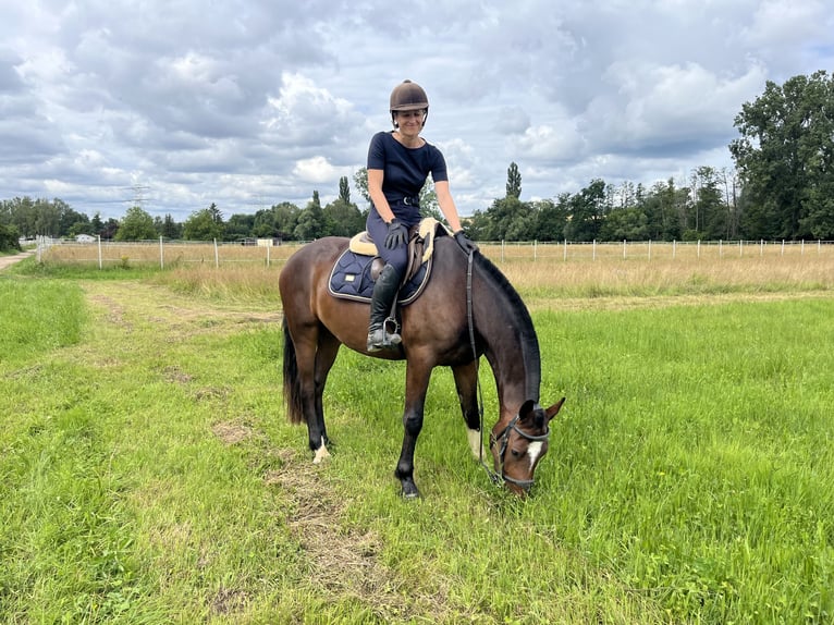 Freiberger Caballo castrado 4 años 160 cm Castaño oscuro in Rümmingen