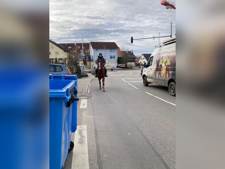 Freiberger Caballo castrado 4 años 165 cm Alazán-tostado in Rümmingen