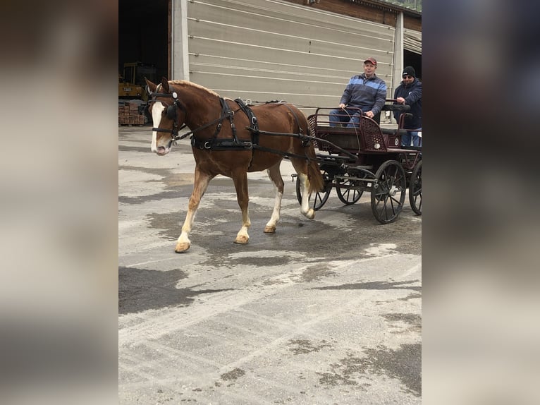 Freiberger Caballo castrado 5 años 151 cm Castaño in Rümmingen