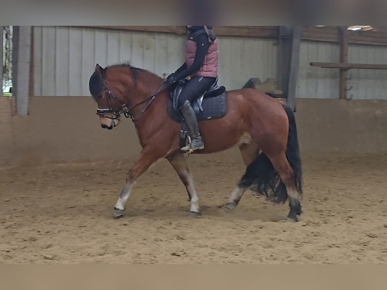 Freiberger Caballo castrado 5 años 152 cm Castaño in Mülheim an der Ruhr