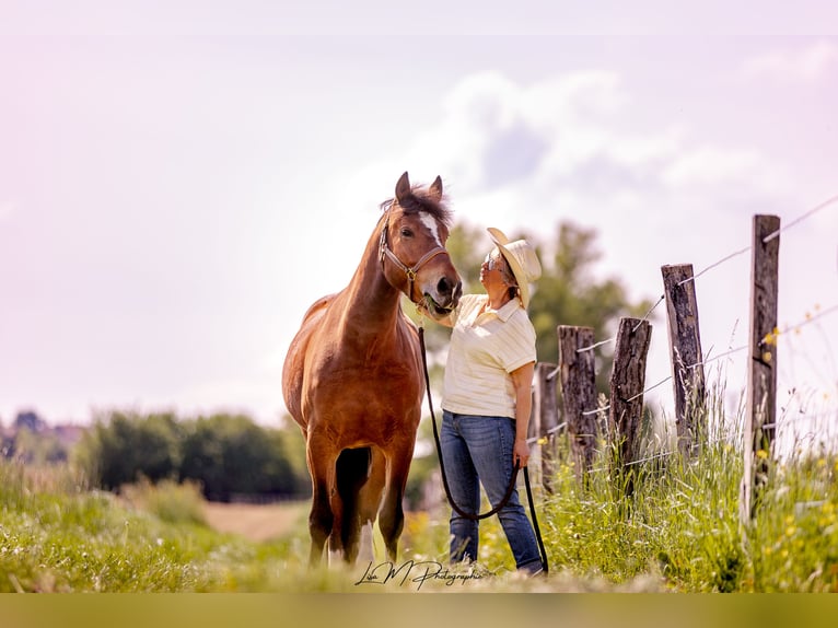 Freiberger Caballo castrado 5 años 152 cm Morcillo in Kappelen