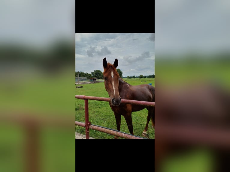 Freiberger Caballo castrado 5 años 154 cm Alazán-tostado in Neustadt am Rübenberge