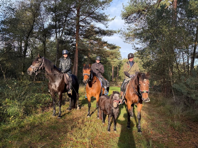 Freiberger Caballo castrado 5 años 154 cm Castaño in Ederveen