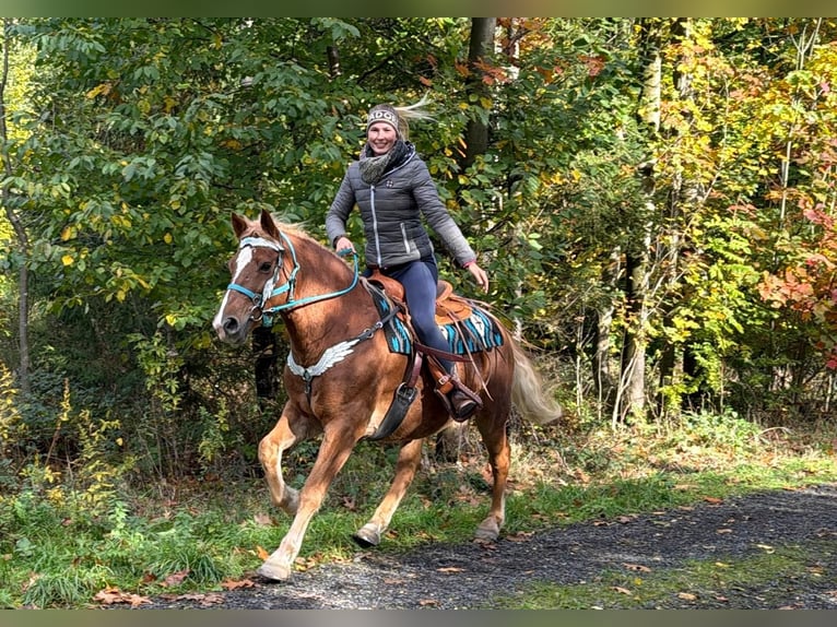 Freiberger Caballo castrado 5 años 156 cm Alazán in Linkenbach