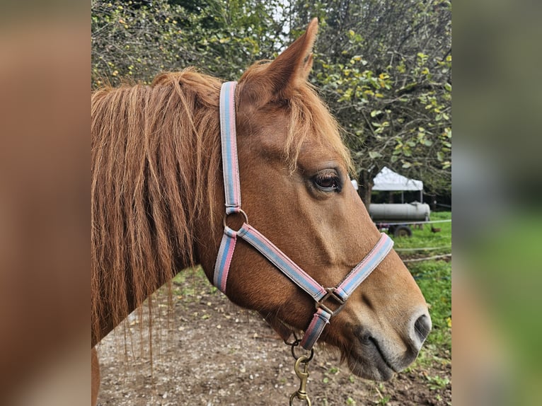 Freiberger Caballo castrado 5 años 157 cm Alazán in Karlsruhe Freiberger Caballo castrado 5 años 157 cm Alazán in Karlsruhe