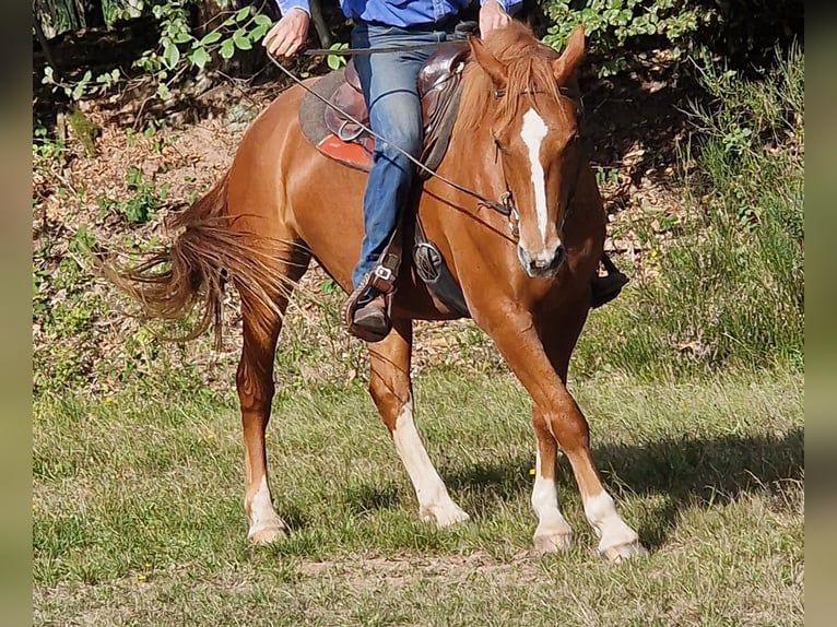 Freiberger Caballo castrado 5 años 157 cm Alazán in Karlsruhe Freiberger Caballo castrado 5 años 157 cm Alazán in Karlsruhe