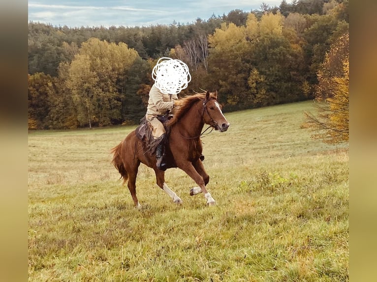 Freiberger Caballo castrado 5 años 157 cm Alazán in Pleisweiler-Oberhofen