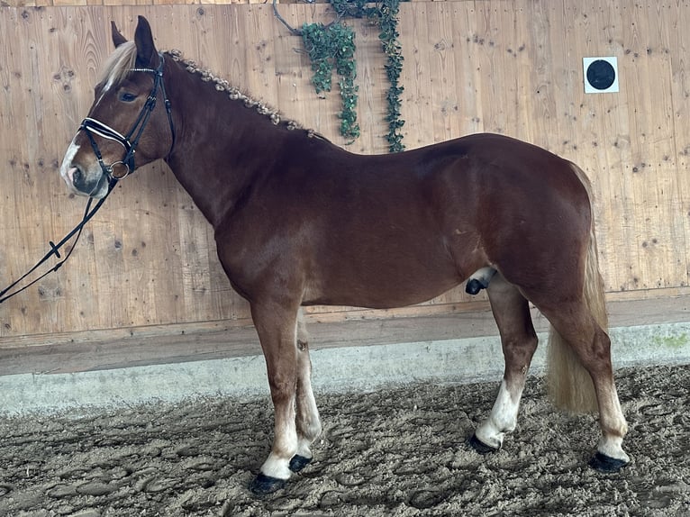 Freiberger Mestizo Caballo castrado 5 años 158 cm Alazán in Riedlingen
