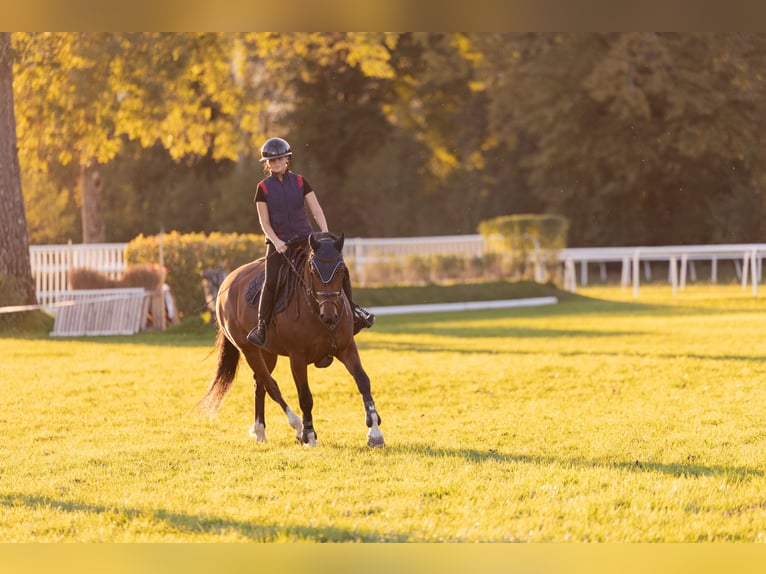 Freiberger Caballo castrado 5 años 161 cm Castaño in Aarau