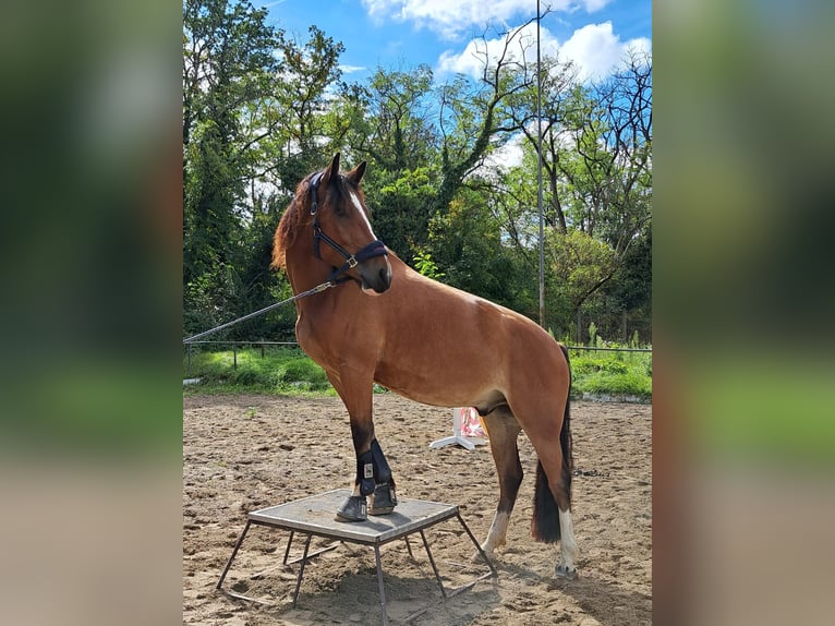 Freiberger Caballo castrado 5 años 163 cm Castaño in Schliengen