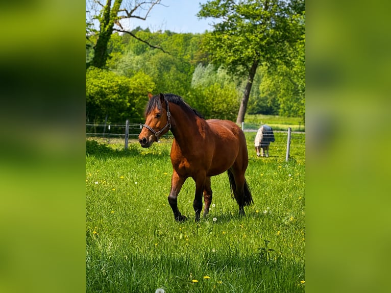 Freiberger Caballo castrado 5 años 164 cm Castaño in Paderborn