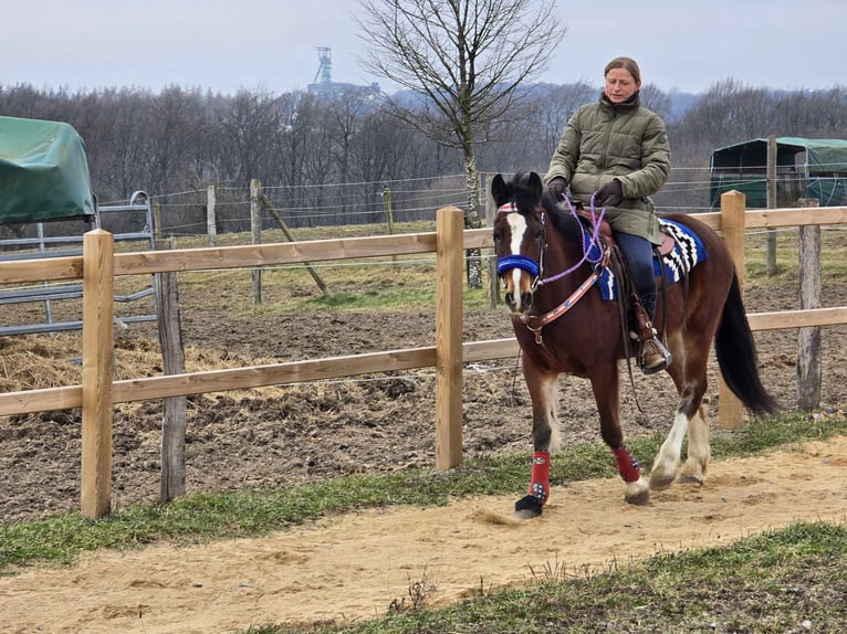 Freiberger Mestizo Caballo castrado 6 años 155 cm Castaño in Linkenbach