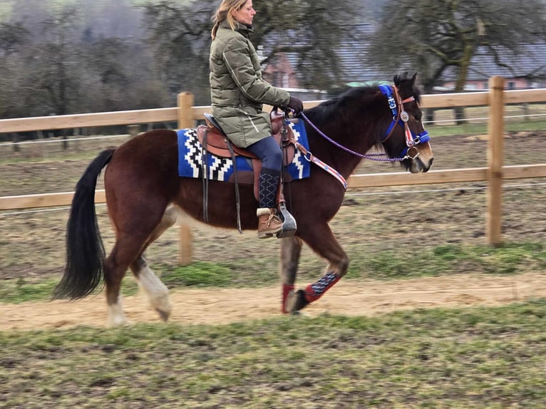 Freiberger Mestizo Caballo castrado 6 años 155 cm Castaño in Linkenbach