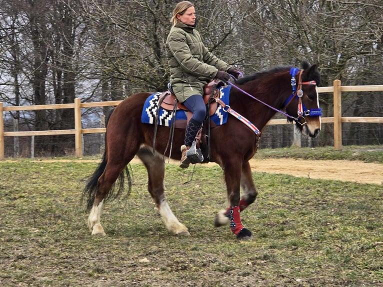 Freiberger Mestizo Caballo castrado 6 años 155 cm Castaño in Linkenbach