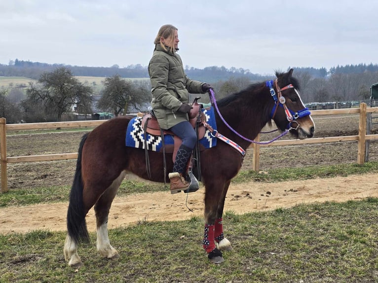 Freiberger Mestizo Caballo castrado 6 años 155 cm Castaño in Linkenbach