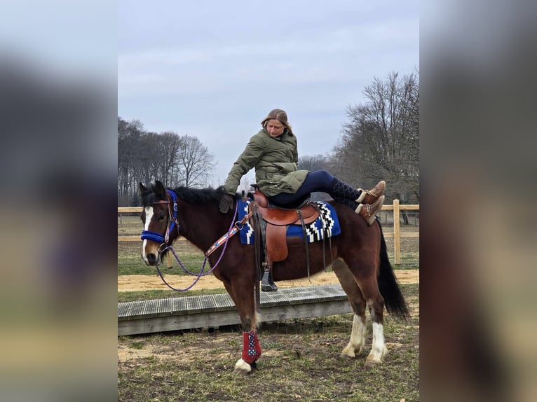 Freiberger Mestizo Caballo castrado 6 años 155 cm Castaño in Linkenbach