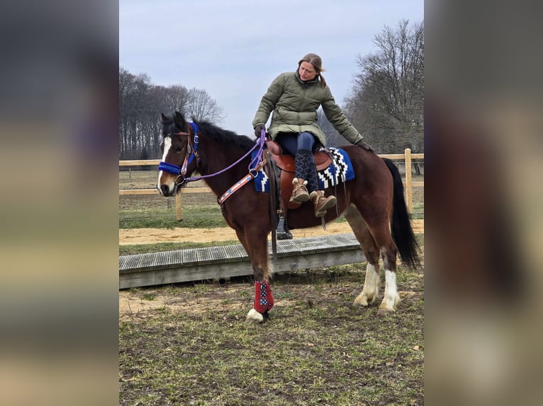 Freiberger Mestizo Caballo castrado 6 años 155 cm Castaño in Linkenbach