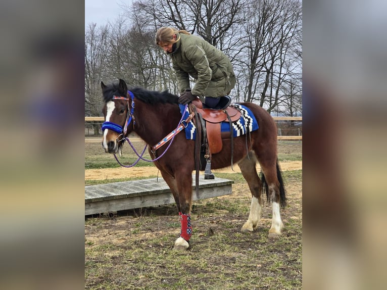 Freiberger Mestizo Caballo castrado 6 años 155 cm Castaño in Linkenbach