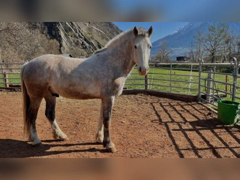 Freiberger Caballo castrado 6 años 155 cm White/Blanco in Brig