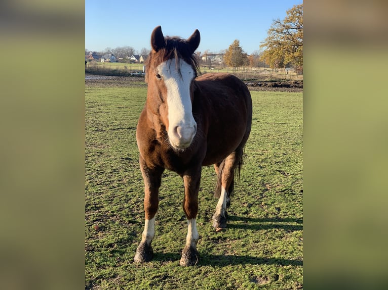 Freiberger Mestizo Caballo castrado 6 años 156 cm Alazán-tostado in Berlin