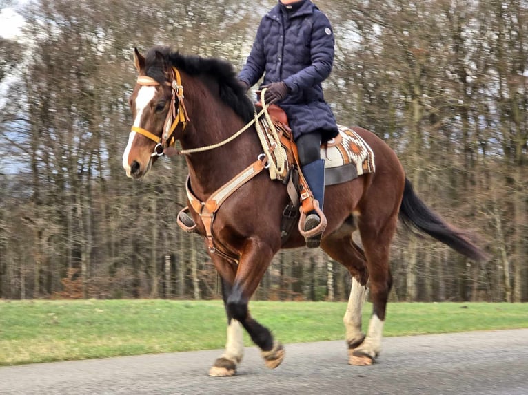 Freiberger Caballo castrado 6 años 156 cm Castaño in Linkenbach