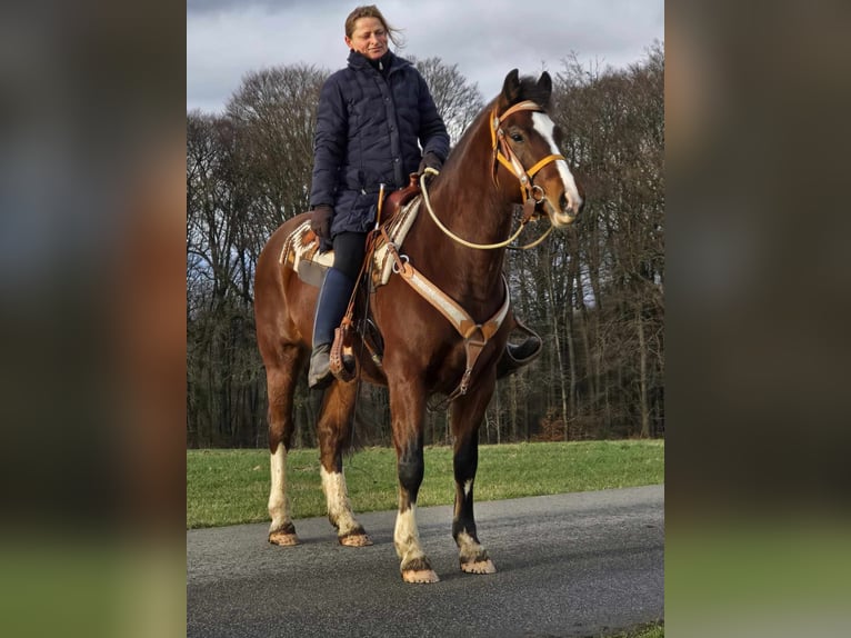 Freiberger Caballo castrado 6 años 156 cm Castaño in Linkenbach