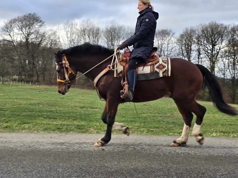 Freiberger Caballo castrado 6 años 156 cm Castaño in Linkenbach