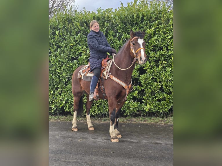 Freiberger Caballo castrado 6 años 156 cm Castaño in Linkenbach