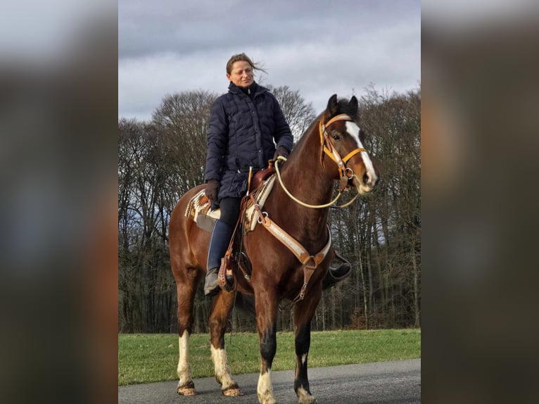 Freiberger Caballo castrado 6 años 156 cm Castaño in Linkenbach