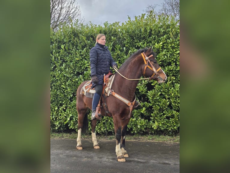 Freiberger Caballo castrado 6 años 156 cm Castaño in Linkenbach