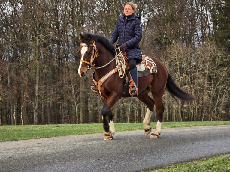 Freiberger Caballo castrado 6 años 156 cm Castaño in Linkenbach